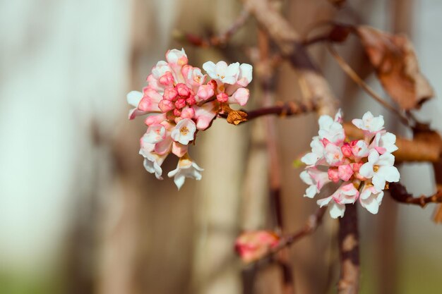 Viburnum blüht im Winter