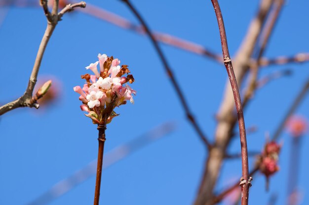 Viburnum blüht im Winter.