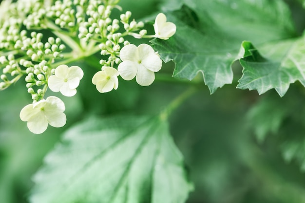 Viburnum-Blüte auf Frühlingsbaum