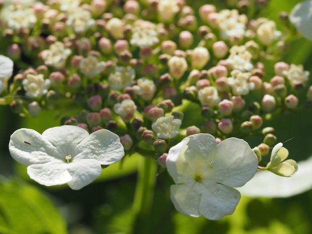 Viburnum-Blume