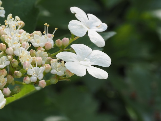 Viburnum-Blume