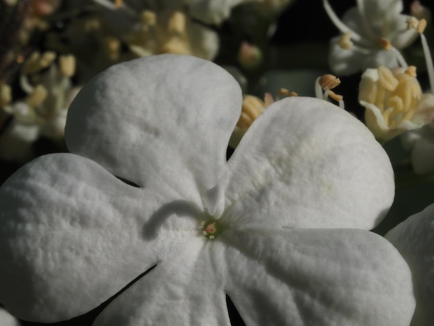 Viburnum-Blume