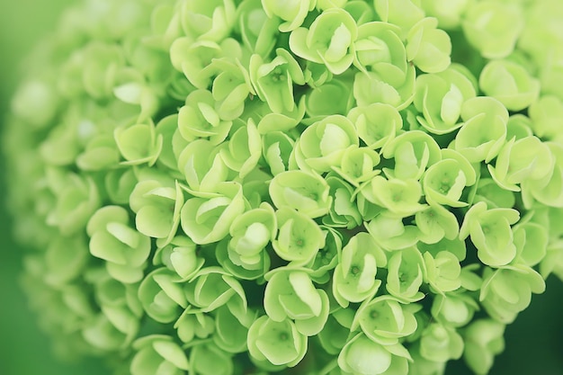 viburnum buldenezh, runde weiße und grüne blumen, frühlingsblühender hintergrund abstrakt