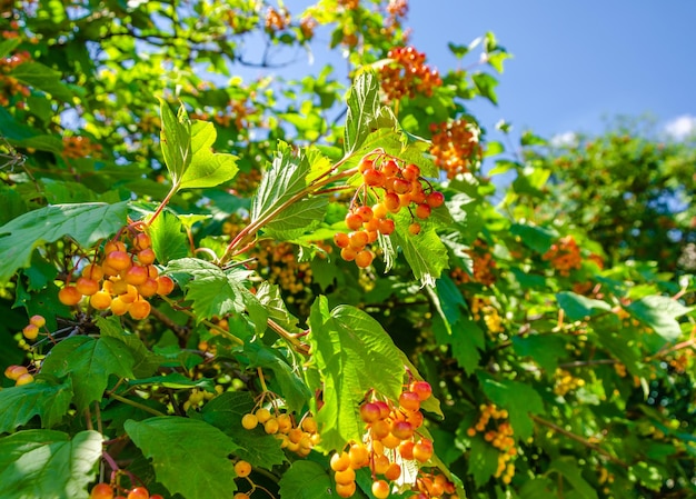 Viburnum em um arbusto em um dia de verão.