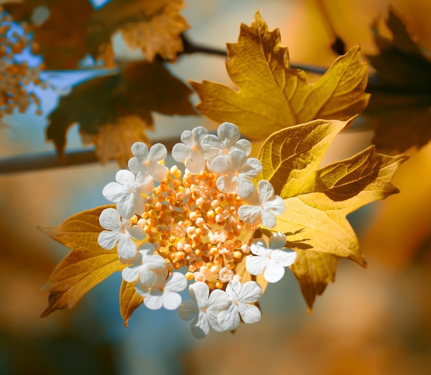 Viburnum floreciente