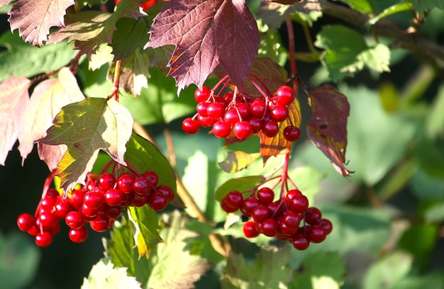 Viburnum frutos rojos en la luz del sol cerrar