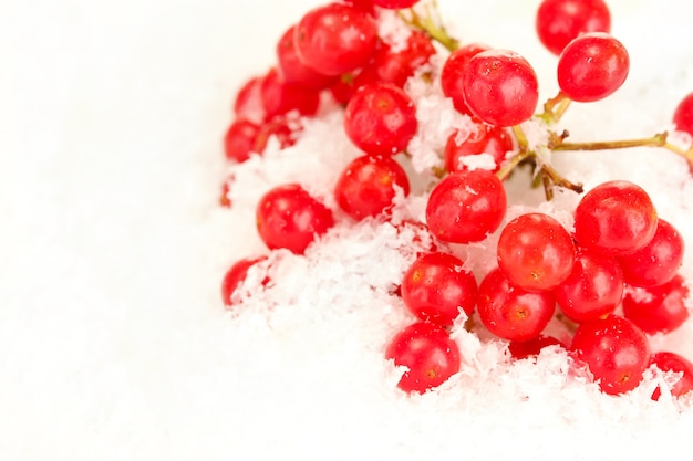 Viburnum maduro en el primer plano de la nieve