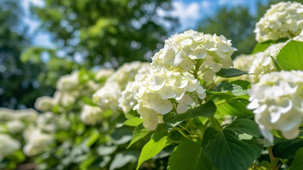 Viburnum opulus