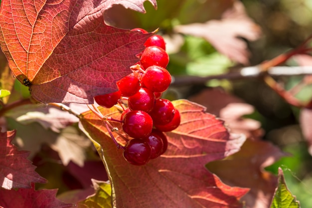 Viburnum de otoño.