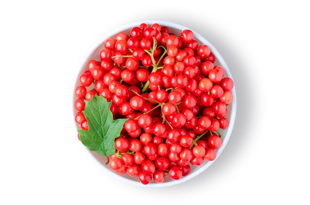 Viburnum. Reife Beeren in einem weißen Teller. Getrennt auf Weiß.