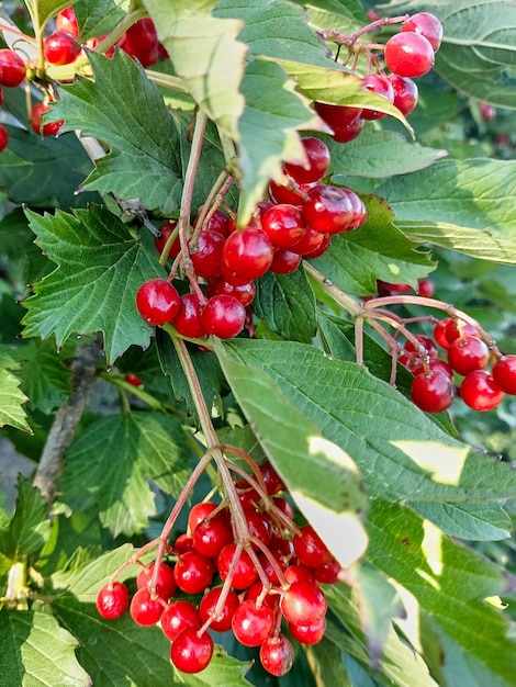 Viburnum rojo maduro con hojas verdes Racimo de viburnum madurar en una rama de árbol de viburnum vulgaris