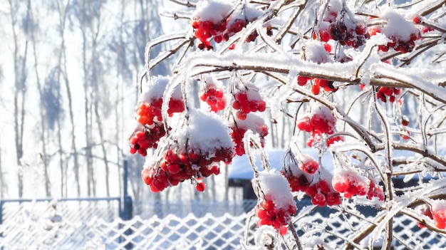 Viburnum rojo en la nieve en una rama en invierno frío