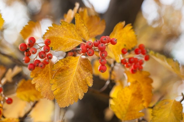 Viburnum rojo rama en el jardín. Viburnum viburnum opulus bayas y hojas al aire libre en otoño otoño. Manojo de bayas rojas del viburnum en una rama.