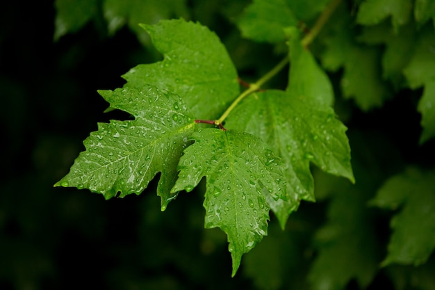 Viburnum sai na chuva em gotas