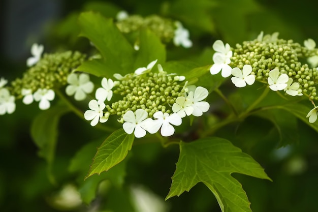 Viburnum weiße Blüten hautnah