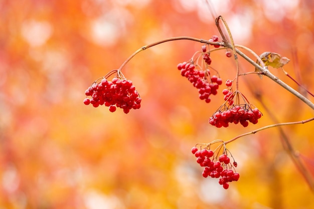 Viburnum-Zweig mit roten Beeren auf orangefarbenem, verschwommenem Hintergrund