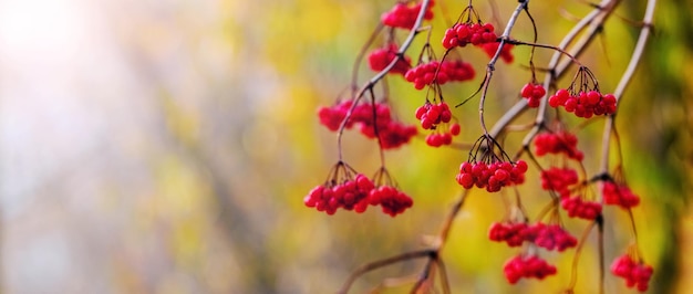 Viburnum-Zweig mit roten Beeren auf verschwommenem Hintergrund im Herbstkopienraum