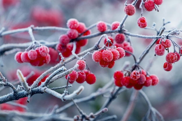 Viburnumbusch mit frostbedeckten roten Beeren und Zweigen