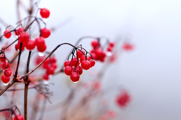 Viburnumbusch mit roten Beeren, die mit Regentropfen bedeckt sind