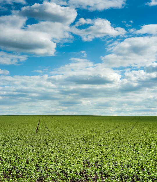 Vicia faba campo com lindo céu o feijão faba uma planta com flor na família das leguminosas