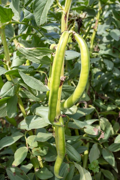 Vicia faba, também conhecida como fava, fava ou feijão tic.