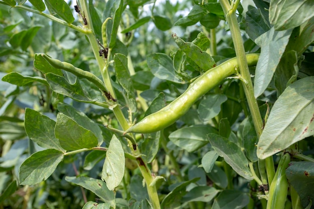 Vicia faba, también conocida como haba, haba o frijol tic.