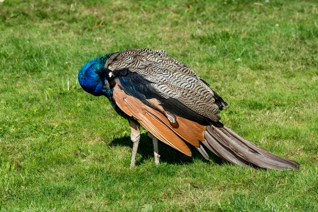 Victoria British Columbia Canadá Indian Peafowl Pavo christatus pavo real macho acicalarse