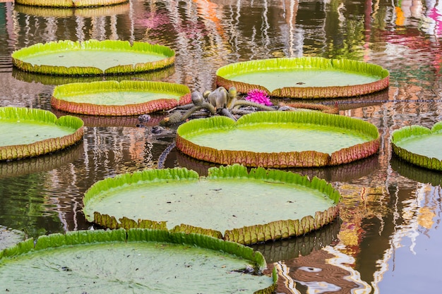 Victoria, flor de lótus gigante