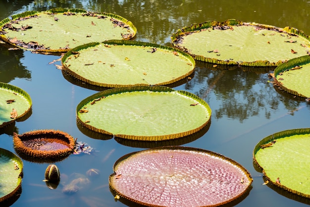 Foto victoria regia - el agua más grande