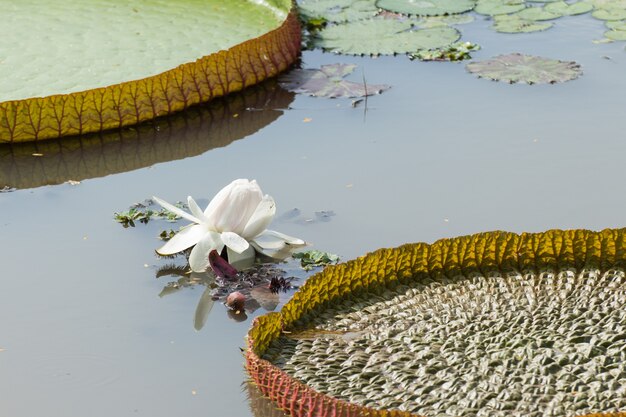 Victoria Seerose Lotusblüten oder Seerosenblüten blühen auf Teich