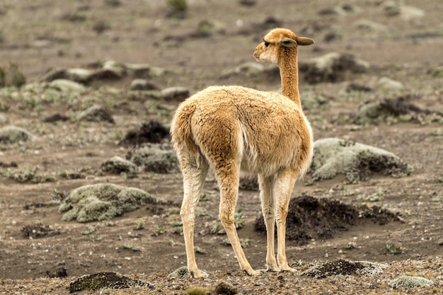 Vicua alimentándose en los paramos del volcán chimboirazo