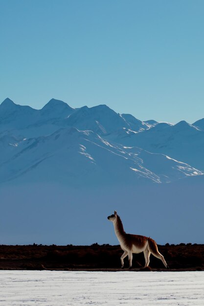 Vicua Llama Alpaca en medio de un paisaje de montañas nevadas en los Andes peruanos