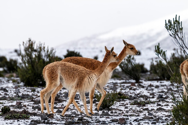 Vicuas im Paramo des Chimborazo-Vulkans