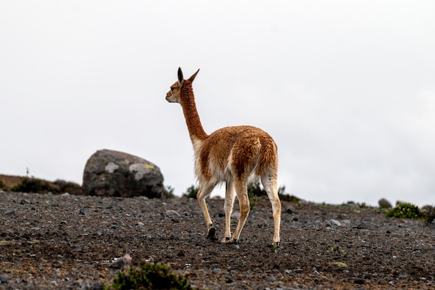 Vicuas im Paramo des Chimborazo-Vulkans