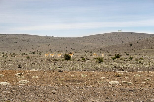 Vicuña alimentándose en las laderas del volcán chimborazo en la cordillera de los Andes