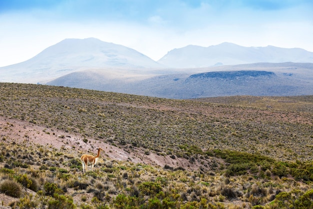 Vicuña en las tierras altas de Perú