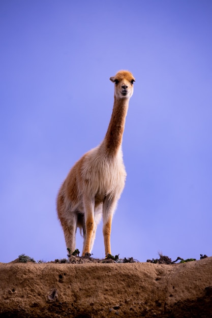 Foto vicuña única de la reserva del chimborazo, ecuador