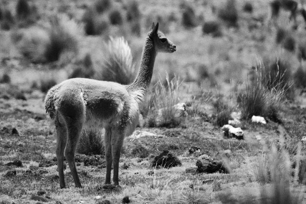 Vicuña Vicugna vicugna