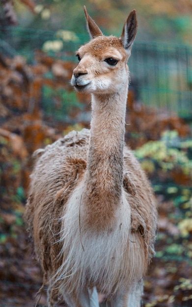 Vicuña