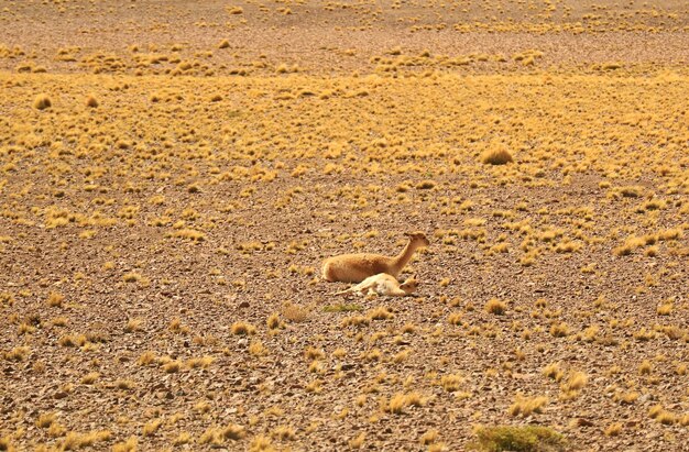 Vicuñas salvajes de la madre y del bebé que se relajan en el desierto árido de la reserva nacional de Los Flamencos en Chile