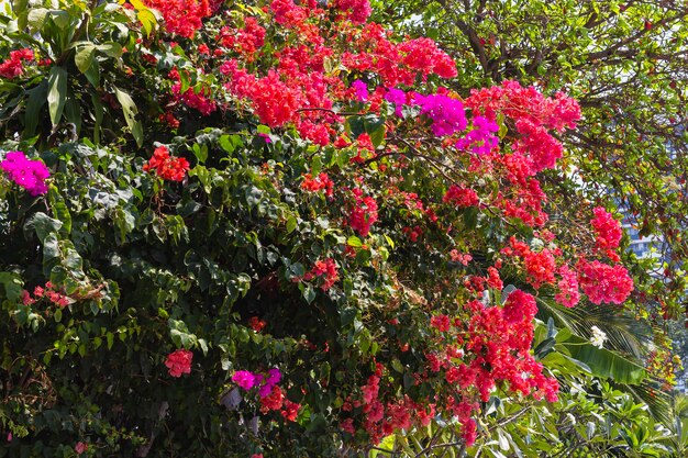 Foto vid de buganvilla rosa flores coloridas intercaladas con palmeras ficus en las calles de tailandia