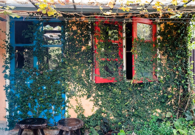 Vid de hiedra natural exterior de la casa en puertas y ventanas