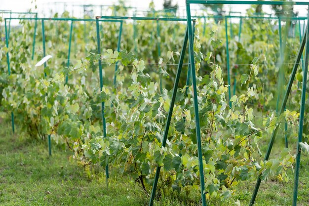 Vid con hojas de uva frescas y esponjosas en el fondo del viñedo