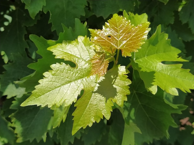 Foto vid con hojas verdes jóvenes y frescas plántulas de uvas producción de uva