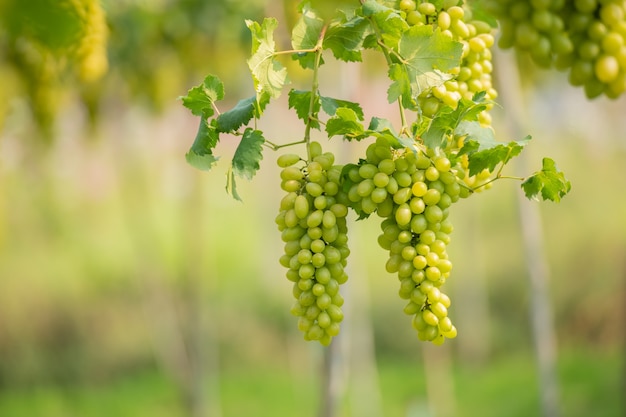 Vid y racimo de uvas blancas en el jardín de la viña.