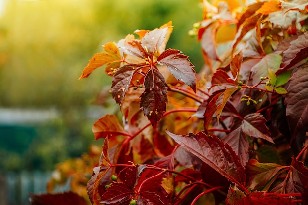 Vid silvestre, hojas rojas de otoño en el sol