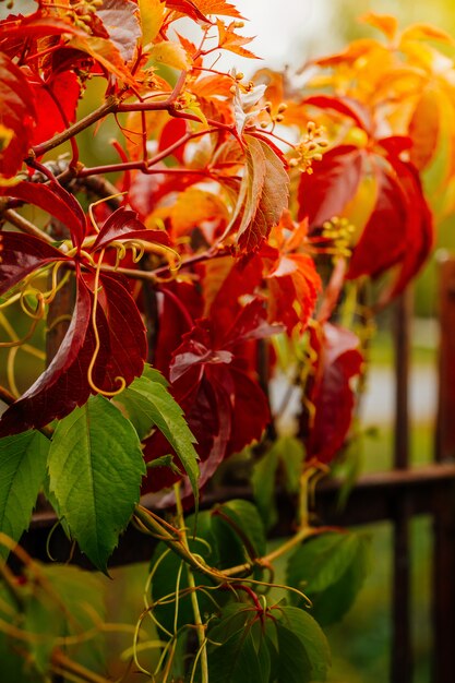 Vid silvestre, hojas rojas de otoño en el sol