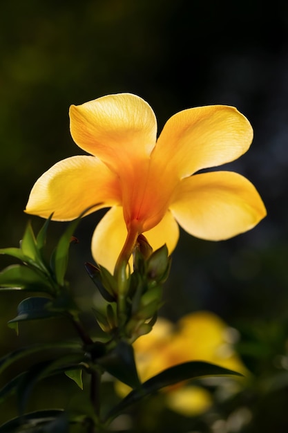 Vid de trompeta dorada o Allamanda cathartica en la naturaleza.