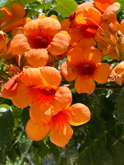 Vid de trompeta naranja Campsis stans floreciendo en el jardín