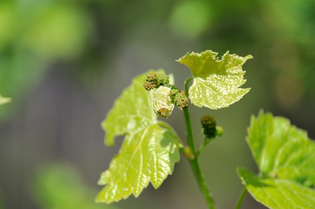 Vid de uva en flor y brotes